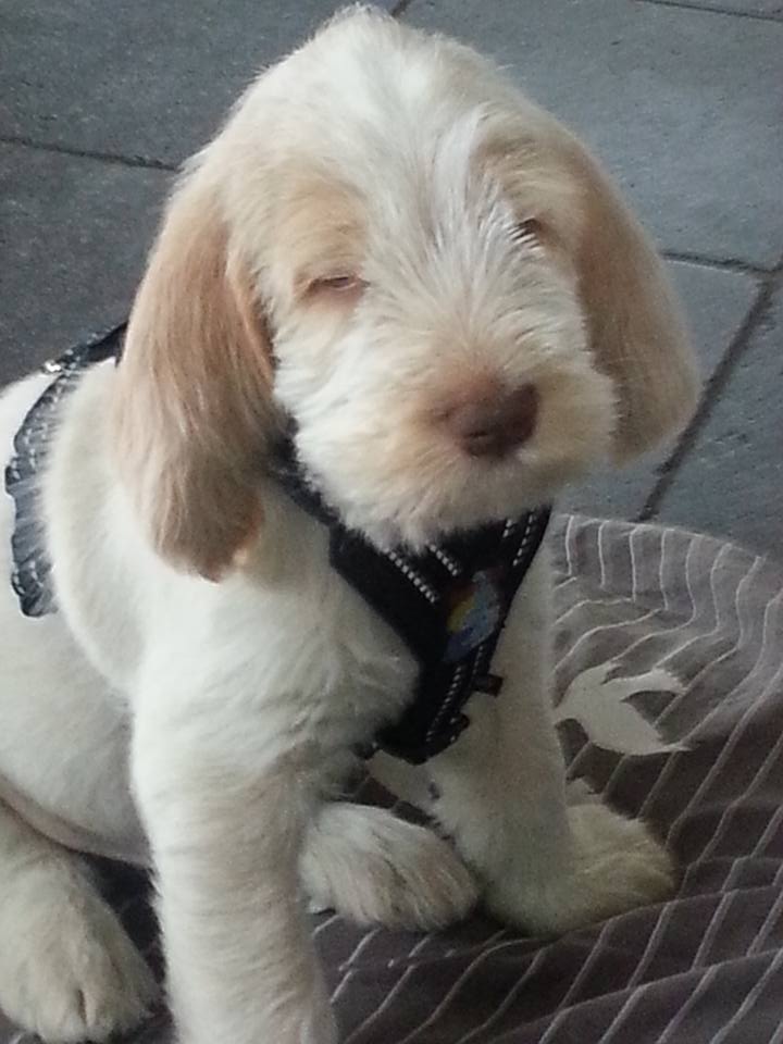 Puppy service