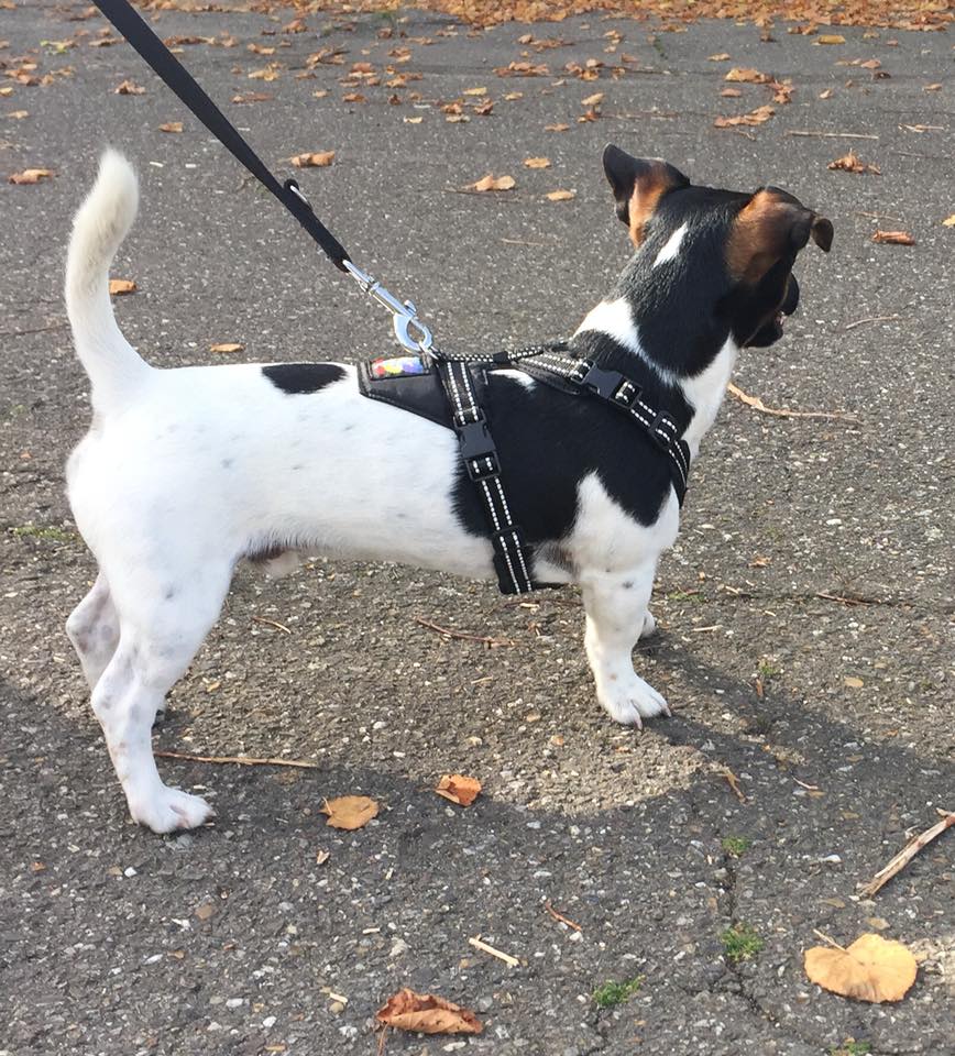 Hondje met Happy Dog tuigje in zwart