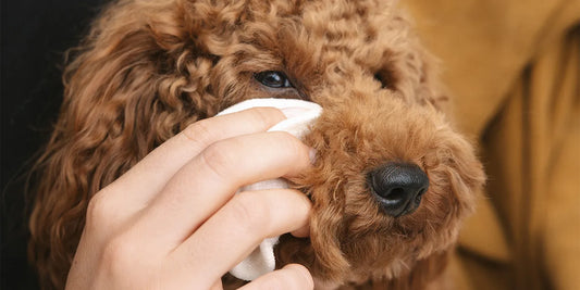Eye Care oogverzorging 30ml (Lila Loves It)