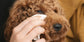 Eye Care oogverzorging 30ml (Lila Loves It)