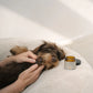 Paw Care pootjeszalf 60ml (Lila loves it)