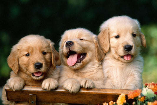 puppies_1j7Q.jpg