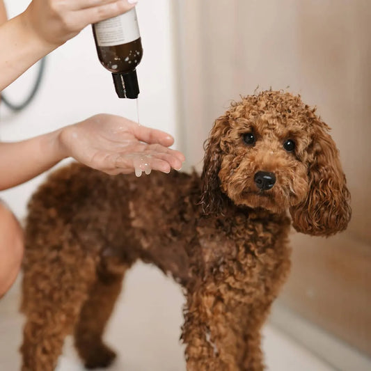 Shampoo Shine & Comb 250ml (Lila loves it)
