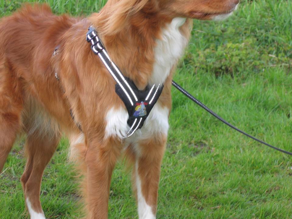 Woud taal regel Happy Dog Maxi Hondentuig per deel – dogsen